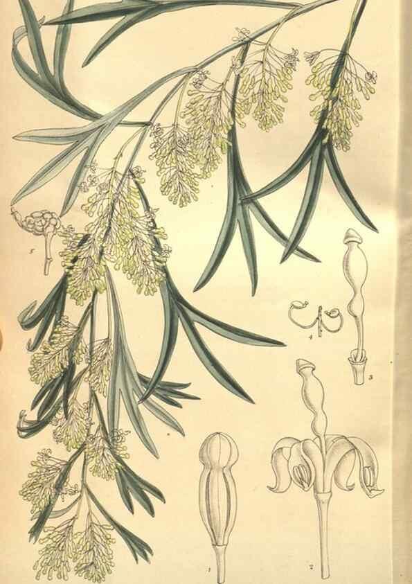 Reproducción/Reproduction 8635530742: Curtis's botanical magazine.. London ;New York [etc.] :Academic Press [etc.]
