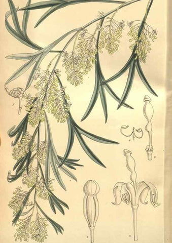 Reproducción/Reproduction 8635530742: Curtis's botanical magazine.. London ;New York [etc.] :Academic Press [etc.]