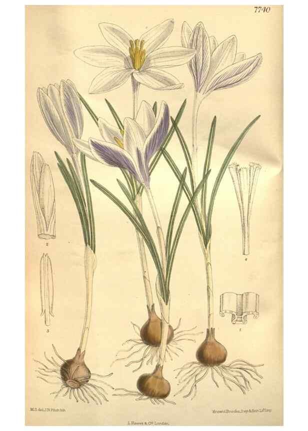 Reproducción/Reproduction 8635531462: Curtis's botanical magazine.. London ;New York [etc.] :Academic Press [etc.]