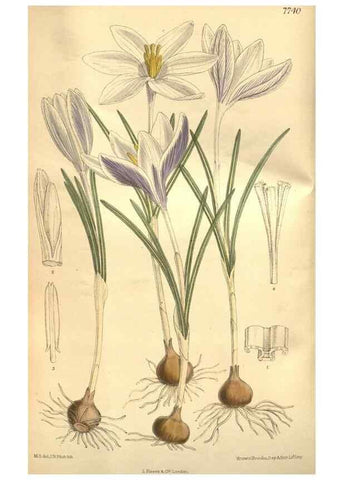 Reproducción/Reproduction 8635531462: Curtis's botanical magazine.. London ;New York [etc.] :Academic Press [etc.]
