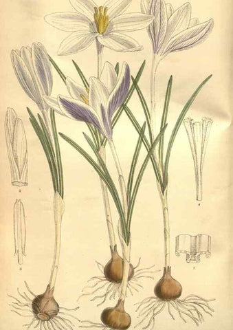 Reproducción/Reproduction 8635531462: Curtis's botanical magazine.. London ;New York [etc.] :Academic Press [etc.]
