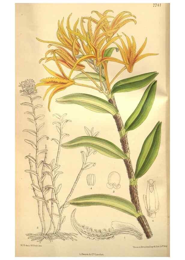 Reproducción/Reproduction 8634425073: Curtis's botanical magazine.. London ;New York [etc.] :Academic Press [etc.]