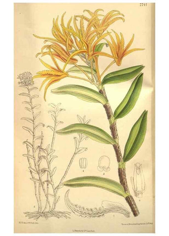 Reproducción/Reproduction 8634425073: Curtis's botanical magazine.. London ;New York [etc.] :Academic Press [etc.]