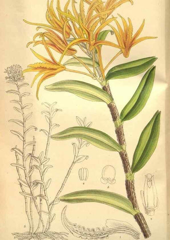 Reproducción/Reproduction 8634425073: Curtis's botanical magazine.. London ;New York [etc.] :Academic Press [etc.]