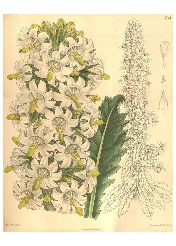Reproducción/Reproduction 8635532700: Curtis's botanical magazine.. London ;New York [etc.] :Academic Press [etc.]