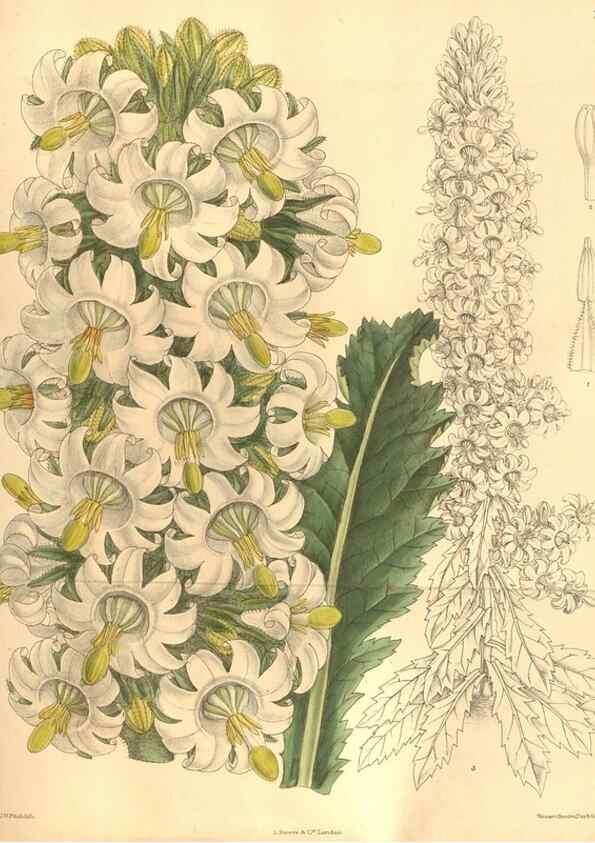 Reproducción/Reproduction 8635532700: Curtis's botanical magazine.. London ;New York [etc.] :Academic Press [etc.]