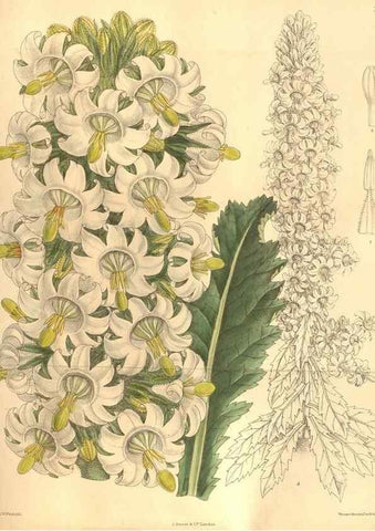 Reproducción/Reproduction 8635532700: Curtis's botanical magazine.. London ;New York [etc.] :Academic Press [etc.]