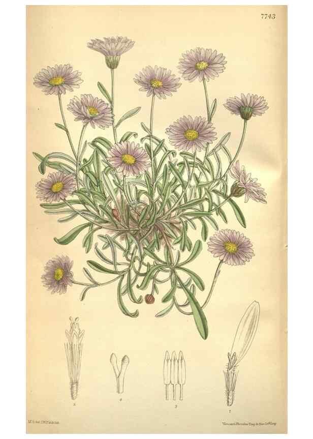 Reproducción/Reproduction 8634426675: Curtis's botanical magazine.. London ;New York [etc.] :Academic Press [etc.]