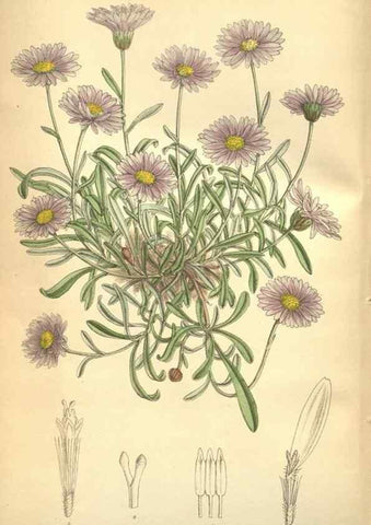 Reproducción/Reproduction 8634426675: Curtis's botanical magazine.. London ;New York [etc.] :Academic Press [etc.]