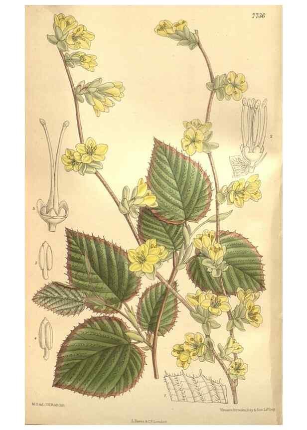 Reproducción/Reproduction 8635528554: Curtis's botanical magazine.. London ;New York [etc.] :Academic Press [etc.]