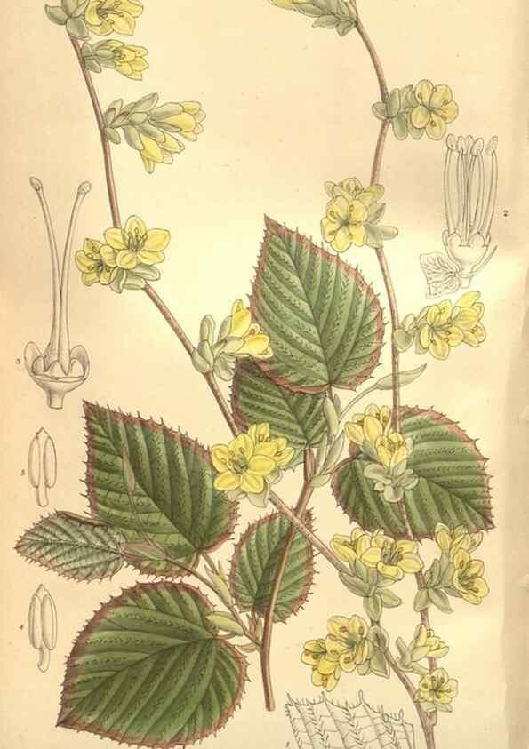 Reproducción/Reproduction 8635528554: Curtis's botanical magazine.. London ;New York [etc.] :Academic Press [etc.]