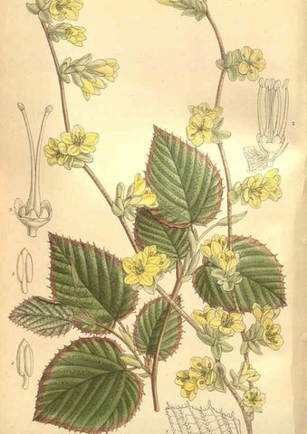 Reproducción/Reproduction 8635528554: Curtis's botanical magazine.. London ;New York [etc.] :Academic Press [etc.]