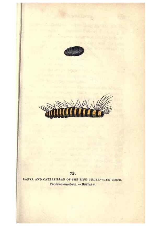 Reproducción/Reproduction 8717744592: The book of butterflies, sphinxes and moths;. London,Whittaker,1832-34.