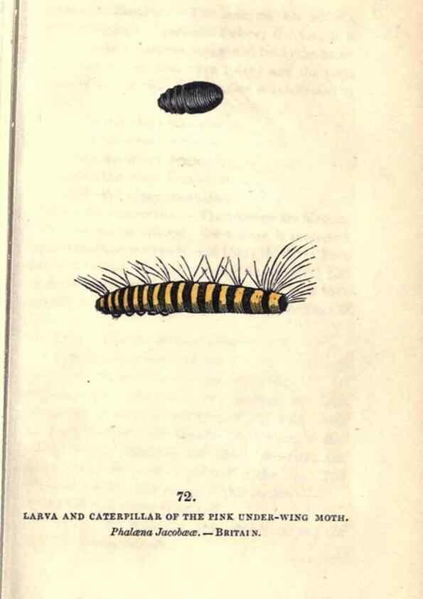 Reproducción/Reproduction 8717744592: The book of butterflies, sphinxes and moths;. London,Whittaker,1832-34.