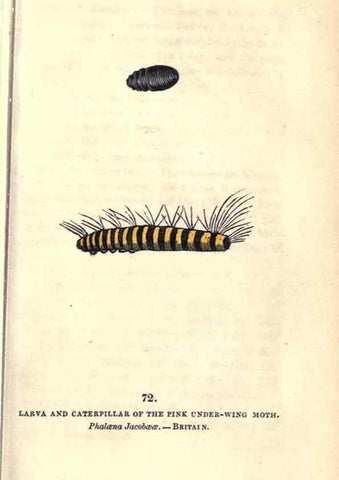 Reproducción/Reproduction 8717744592: The book of butterflies, sphinxes and moths;. London,Whittaker,1832-34.