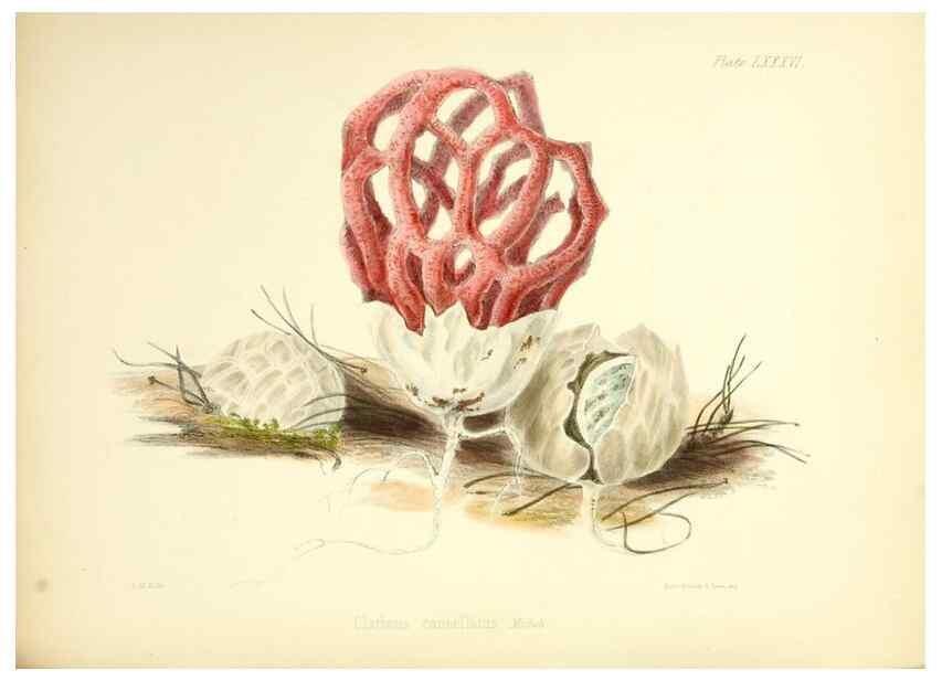 Reproducción/Reproduction 8618326341: Illustrations of British mycology,. London,Reeve, Benham and Reeve,1847-55.