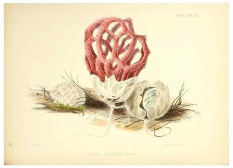 Reproducción/Reproduction 8618326341: Illustrations of British mycology,. London,Reeve, Benham and Reeve,1847-55.
