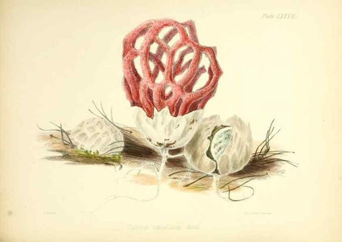 Reproducción/Reproduction 8618326341: Illustrations of British mycology,. London,Reeve, Benham and Reeve,1847-55.