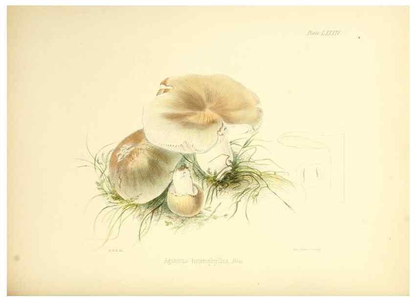 Reproducción/Reproduction 8619432546: Illustrations of British mycology,. London,Reeve, Benham and Reeve,1847-55.