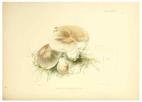 Reproducción/Reproduction 8619432546: Illustrations of British mycology,. London,Reeve, Benham and Reeve,1847-55.