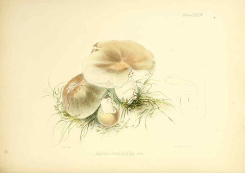 Reproducción/Reproduction 8619432546: Illustrations of British mycology,. London,Reeve, Benham and Reeve,1847-55.