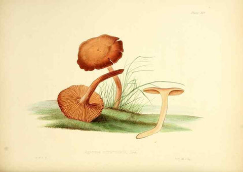Reproducción/Reproduction 8619416140: Illustrations of British mycology,. London,Reeve, Benham and Reeve,1847-55.