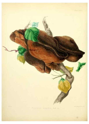Reproducción/Reproduction 8619416520: Illustrations of British mycology,. London,Reeve, Benham and Reeve,1847-55.