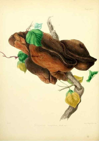 Reproducción/Reproduction 8619416520: Illustrations of British mycology,. London,Reeve, Benham and Reeve,1847-55.