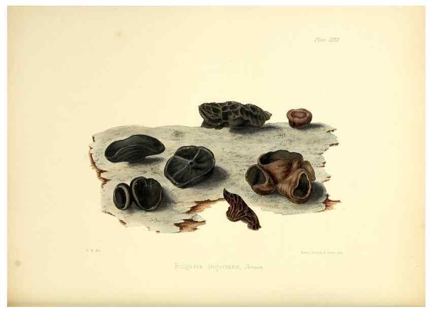Reproducción/Reproduction 8619416754: Illustrations of British mycology,. London,Reeve, Benham and Reeve,1847-55.