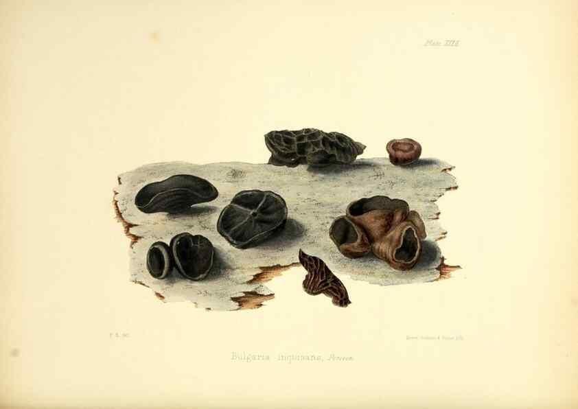 Reproducción/Reproduction 8619416754: Illustrations of British mycology,. London,Reeve, Benham and Reeve,1847-55.