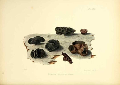 Reproducción/Reproduction 8619416754: Illustrations of British mycology,. London,Reeve, Benham and Reeve,1847-55.