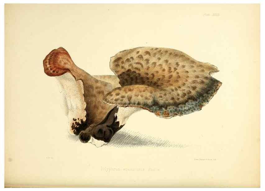 Reproducción/Reproduction 8618310505: Illustrations of British mycology,. London,Reeve, Benham and Reeve,1847-55.