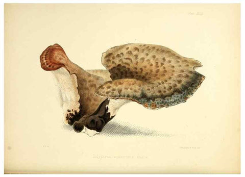 Reproducción/Reproduction 8618310505: Illustrations of British mycology,. London,Reeve, Benham and Reeve,1847-55.