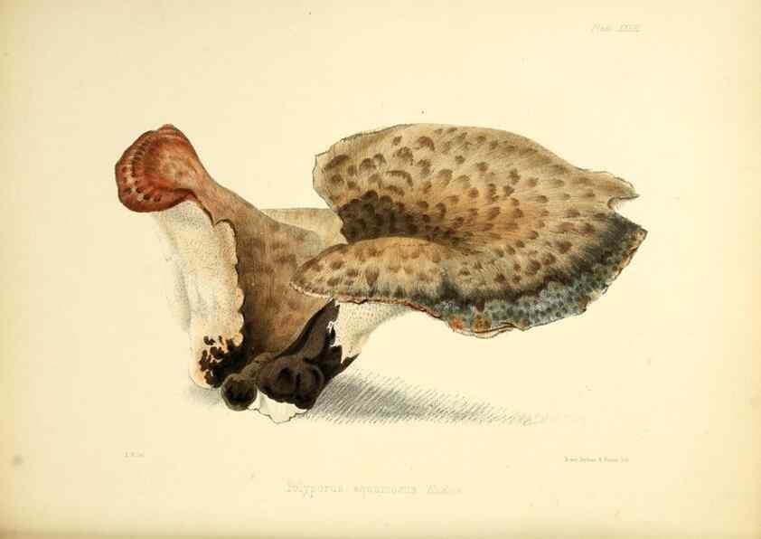 Reproducción/Reproduction 8618310505: Illustrations of British mycology,. London,Reeve, Benham and Reeve,1847-55.