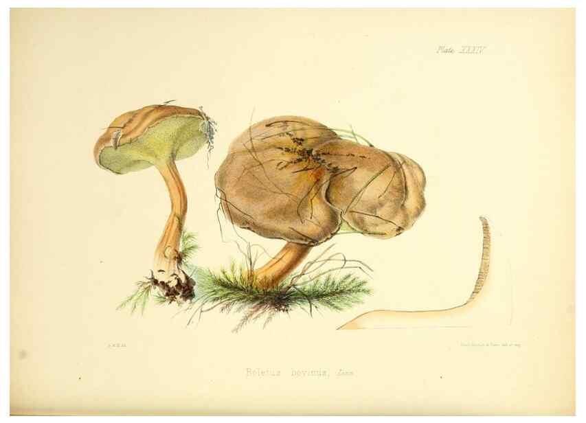Reproducción/Reproduction 8619417294: Illustrations of British mycology,. London,Reeve, Benham and Reeve,1847-55.