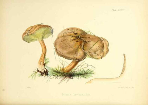 Reproducción/Reproduction 8619417294: Illustrations of British mycology,. London,Reeve, Benham and Reeve,1847-55.