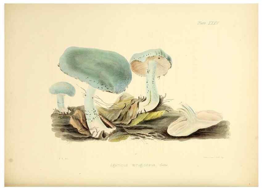 Reproducción/Reproduction 8619417642: Illustrations of British mycology,. London,Reeve, Benham and Reeve,1847-55.