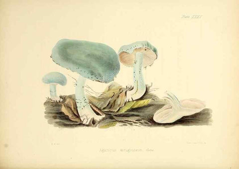 Reproducción/Reproduction 8619417642: Illustrations of British mycology,. London,Reeve, Benham and Reeve,1847-55.