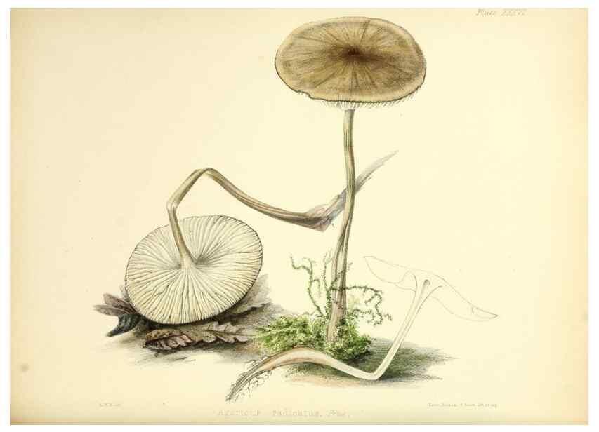 Reproducción/Reproduction 8618311617: Illustrations of British mycology,. London,Reeve, Benham and Reeve,1847-55.
