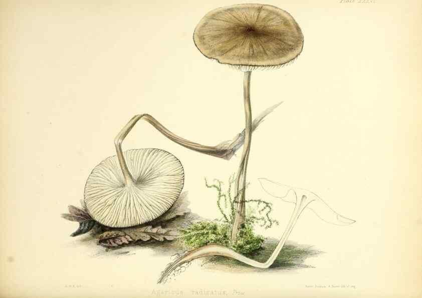 Reproducción/Reproduction 8618311617: Illustrations of British mycology,. London,Reeve, Benham and Reeve,1847-55.