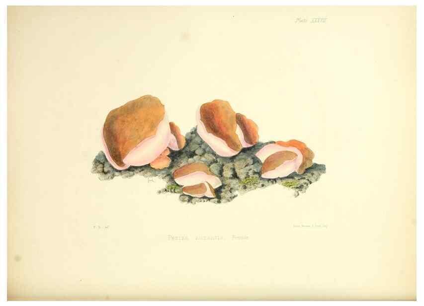 Reproducción/Reproduction 8619418390: Illustrations of British mycology,. London,Reeve, Benham and Reeve,1847-55.