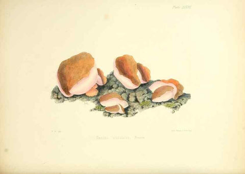 Reproducción/Reproduction 8619418390: Illustrations of British mycology,. London,Reeve, Benham and Reeve,1847-55.