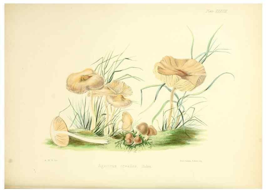 Reproducción/Reproduction 8618312111: Illustrations of British mycology,. London,Reeve, Benham and Reeve,1847-55.