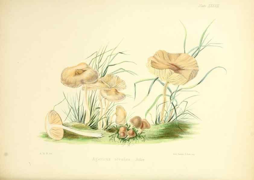 Reproducción/Reproduction 8618312111: Illustrations of British mycology,. London,Reeve, Benham and Reeve,1847-55.