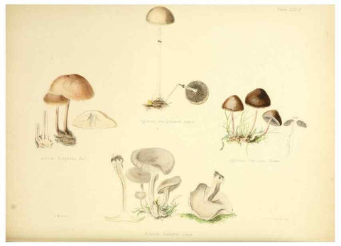 Reproducción/Reproduction 8618312369: Illustrations of British mycology,. London,Reeve, Benham and Reeve,1847-55.