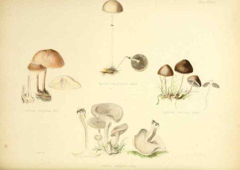 Reproducción/Reproduction 8618312369: Illustrations of British mycology,. London,Reeve, Benham and Reeve,1847-55.