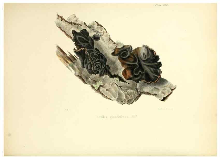 Reproducción/Reproduction 8618313471: Illustrations of British mycology,. London,Reeve, Benham and Reeve,1847-55.