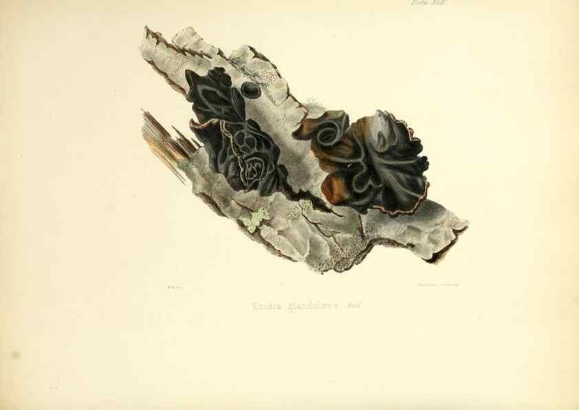 Reproducción/Reproduction 8618313471: Illustrations of British mycology,. London,Reeve, Benham and Reeve,1847-55.