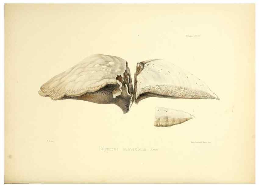 Reproducción/Reproduction 8619420234: Illustrations of British mycology,. London,Reeve, Benham and Reeve,1847-55.
