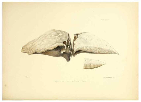 Reproducción/Reproduction 8619420234: Illustrations of British mycology,. London,Reeve, Benham and Reeve,1847-55.